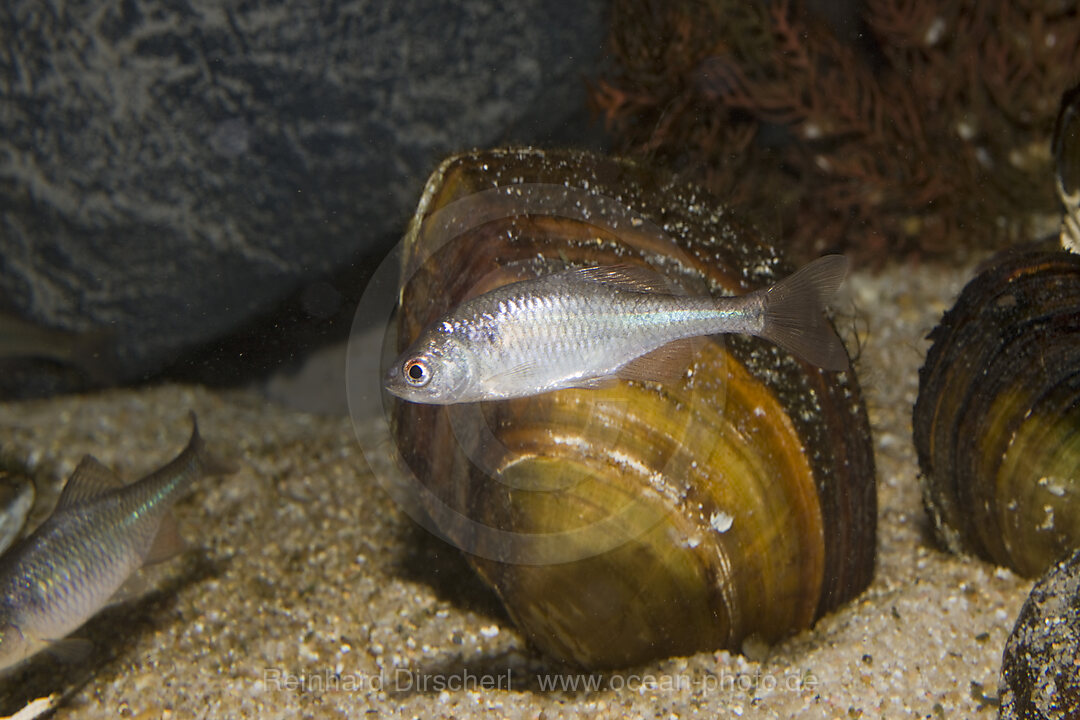 Bitterling, Rhodeus sericeus, Bayern, Deutschland