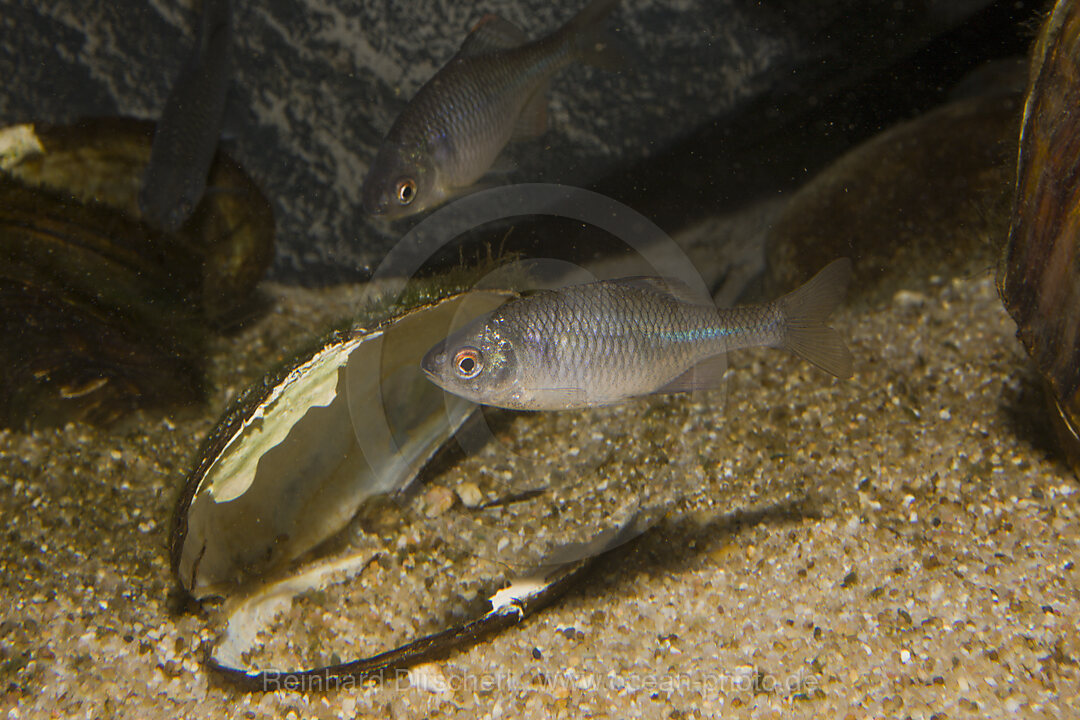 Bitterling