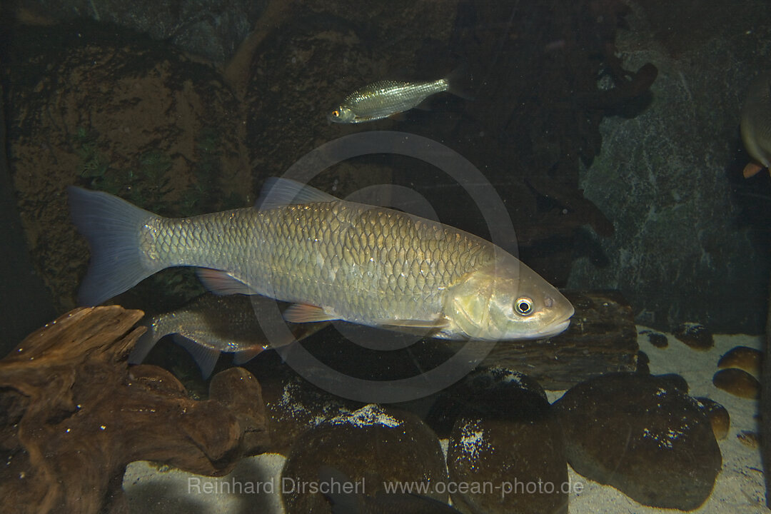 Doebel, Leuciscus cephalus, Bayern, Deutschland