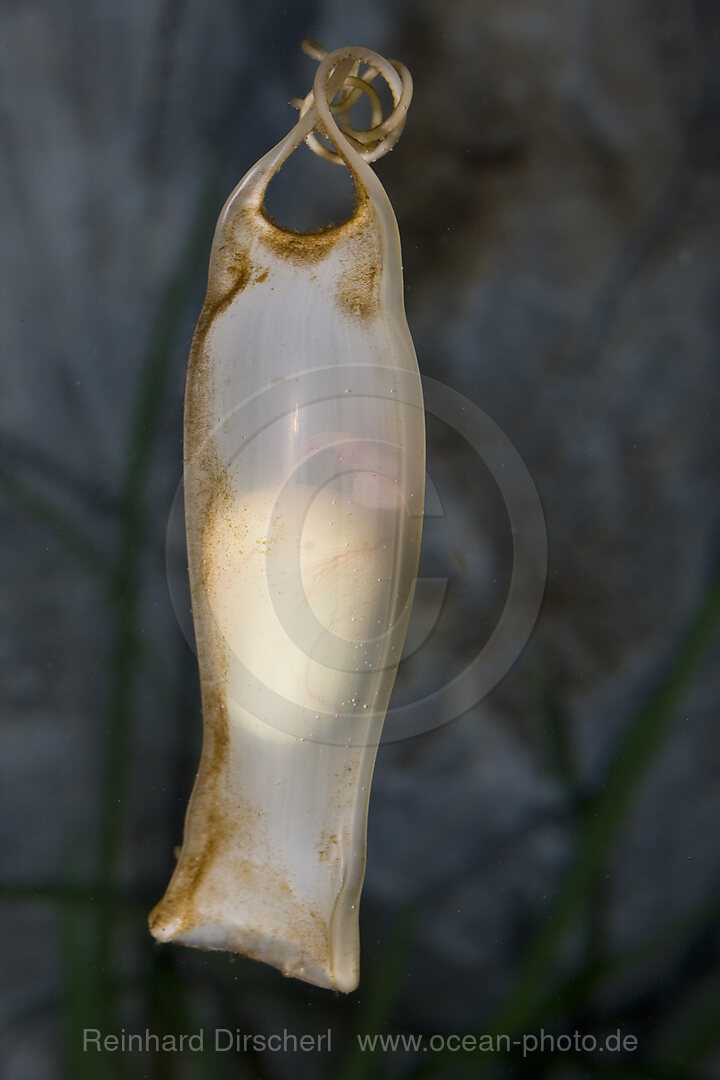 Catshark egg, Sea Life Munich, Bavaria, Munich, Germany