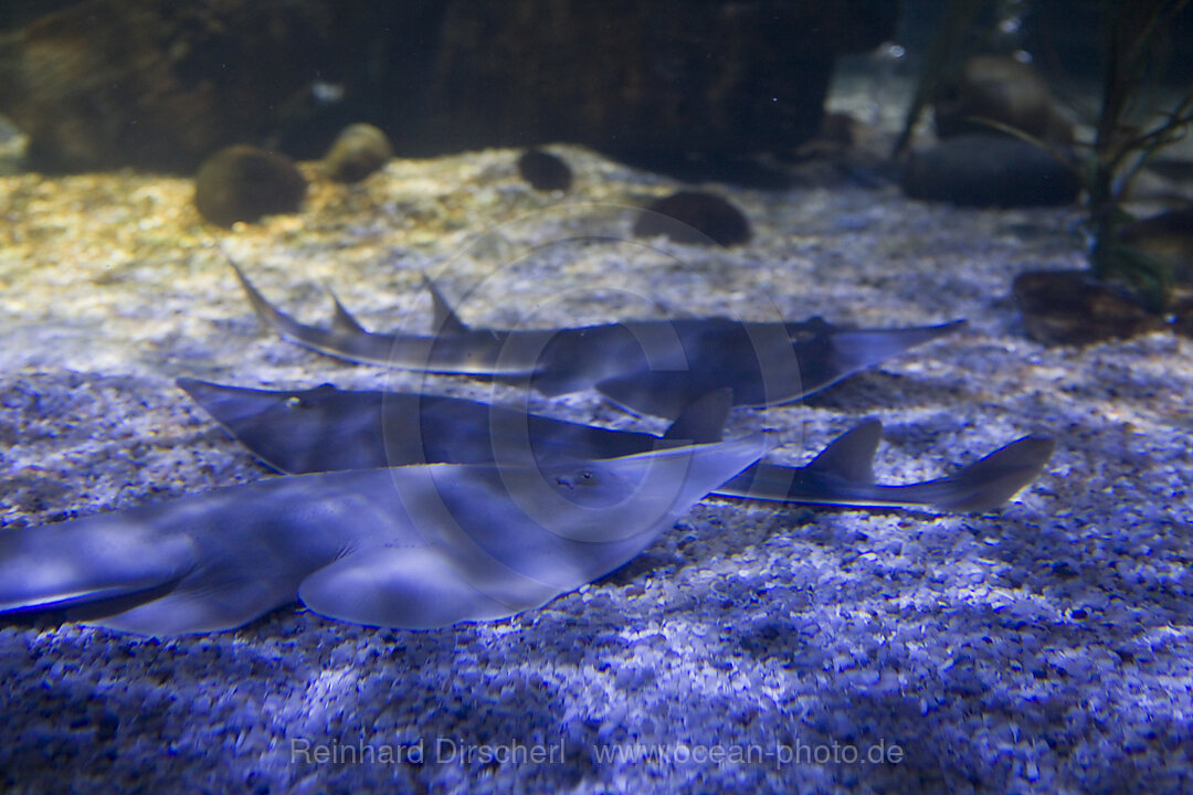 Gitarrenrochen, Sea Life Aquarium, Bayern, Muenchen, Deutschland