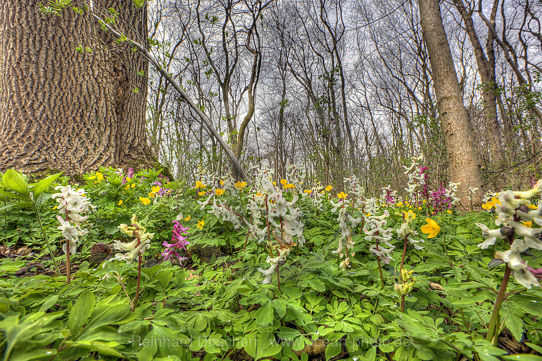Corydalis and yellow Anemones
