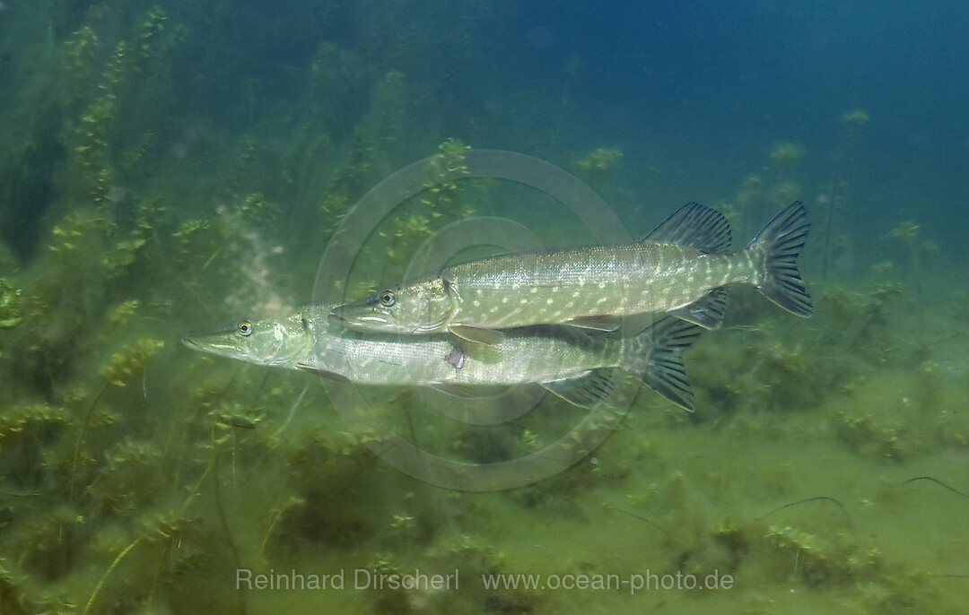 Hechte in Weiher