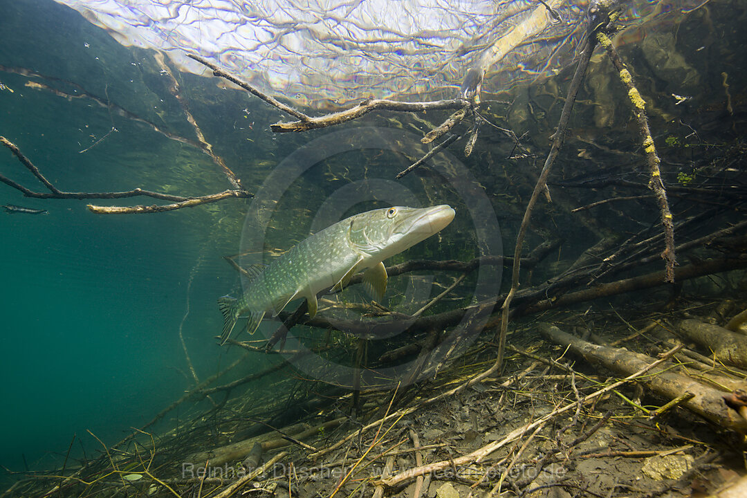 Hecht in Weiher, Esox lucius, Echinger Weiher, Muenchen, Bayern, Deutschland, BRD