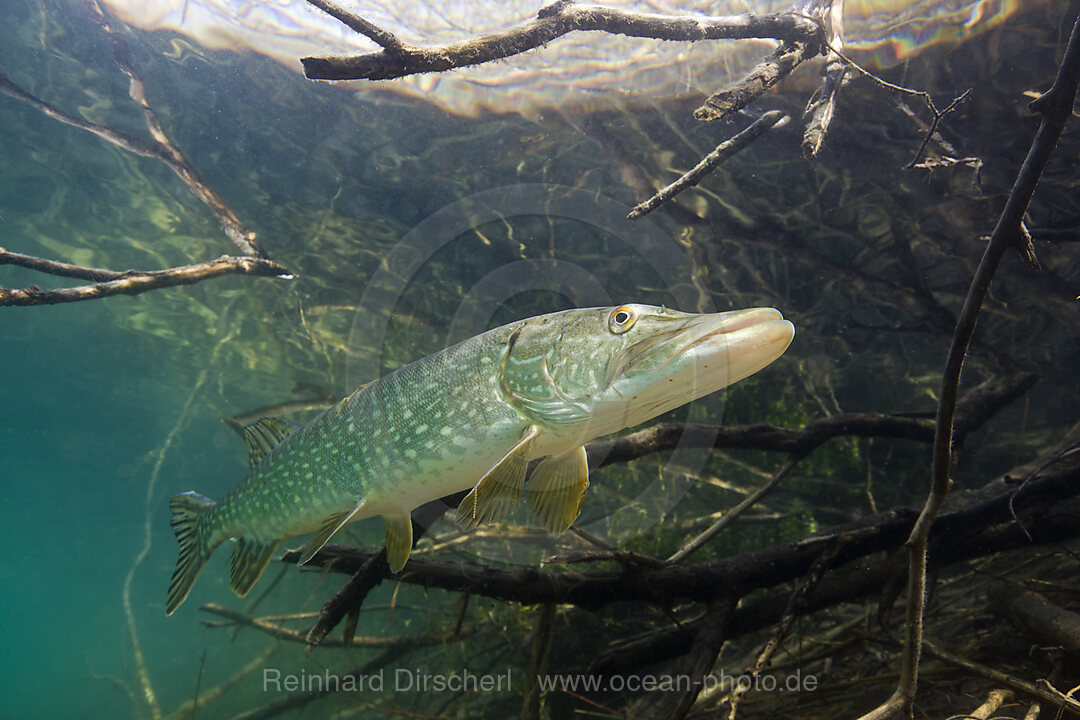 Hecht in Weiher, Esox lucius, Echinger Weiher, Muenchen, Bayern, Deutschland, BRD