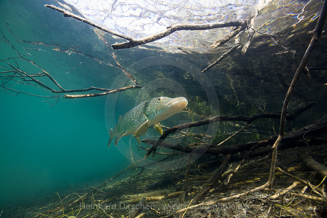 Hecht in Weiher, Esox lucius, Echinger Weiher, Muenchen, Bayern, Deutschland, BRD