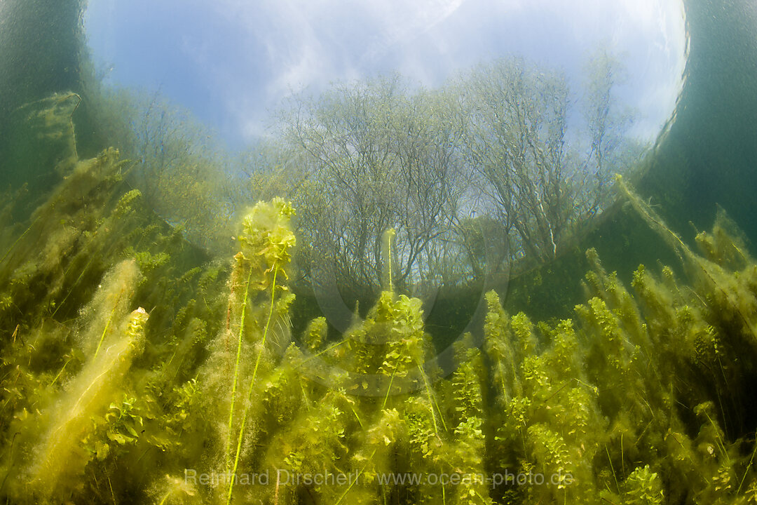 Wasserpflanzen in Weiher, Echinger Weiher, Muenchen, Bayern, Deutschland, BRD