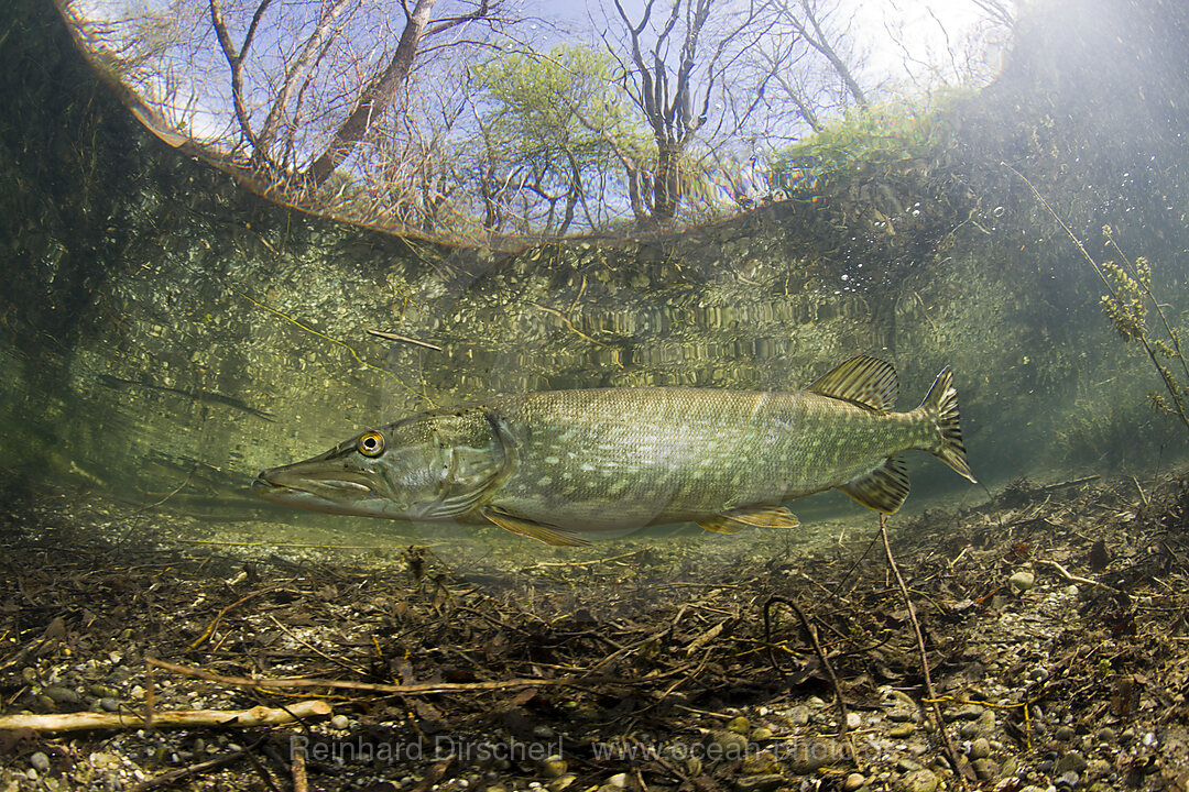 Hecht in Weiher, Esox lucius, Echinger Weiher, Muenchen, Bayern, Deutschland, BRD