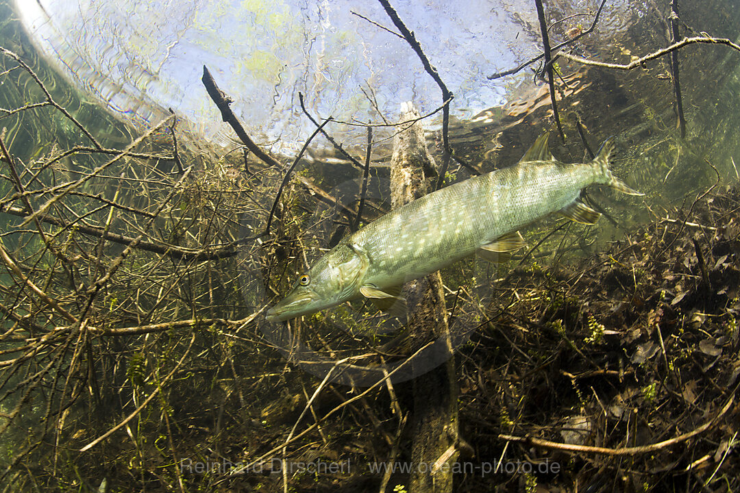 Hecht in Weiher, Esox lucius, Echinger Weiher, Muenchen, Bayern, Deutschland, BRD