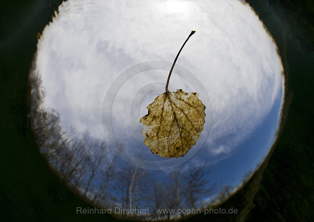 Leaf in Lake, Echinger Weiher Lake, Munich, Bavaria, Germany