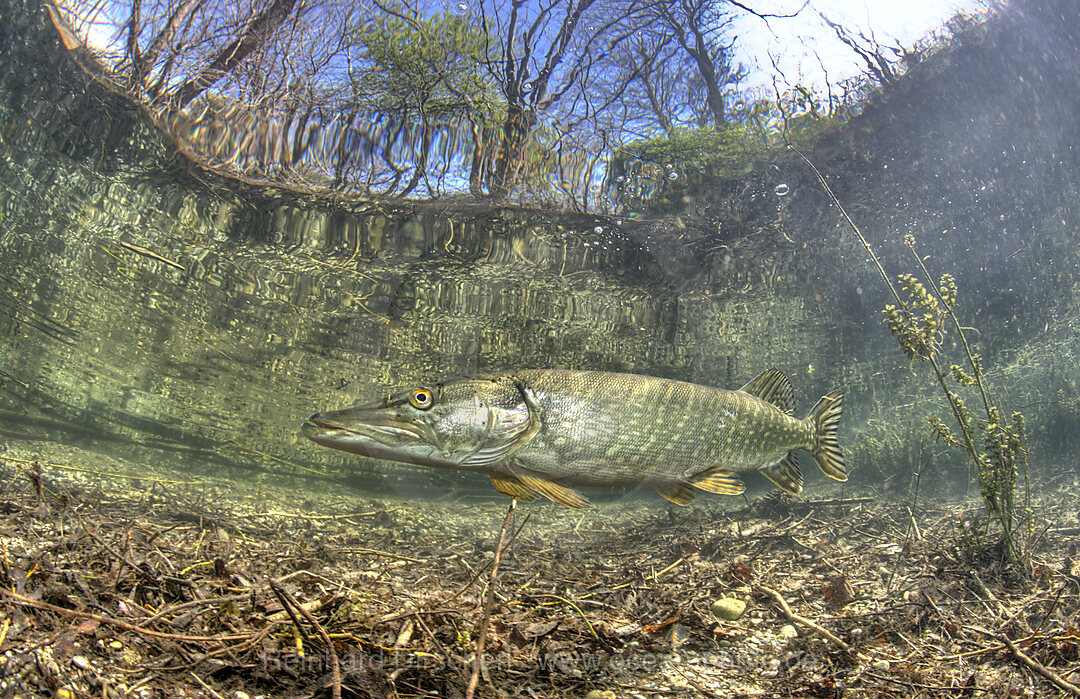 Hecht in Weiher, Esox lucius, Echinger Weiher, Muenchen, Bayern, Deutschland, BRD