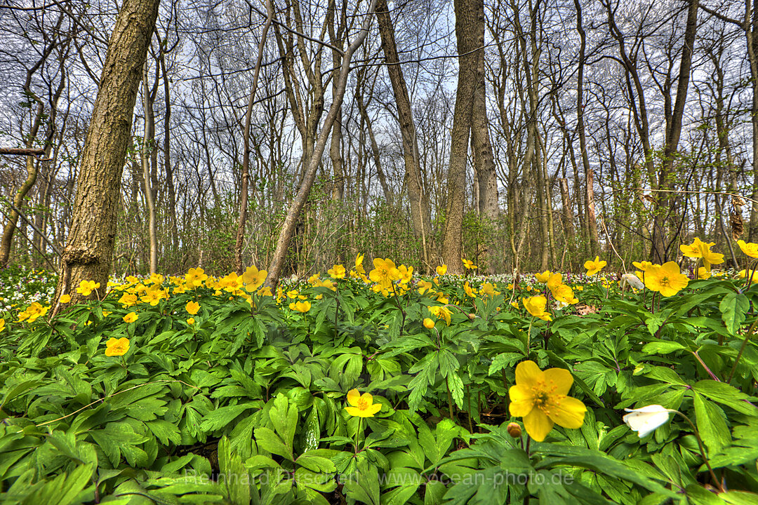 Gelbe Windroeschen, Anemone ranunculoides, Muenchen, Bayern, Deutschland, BRD