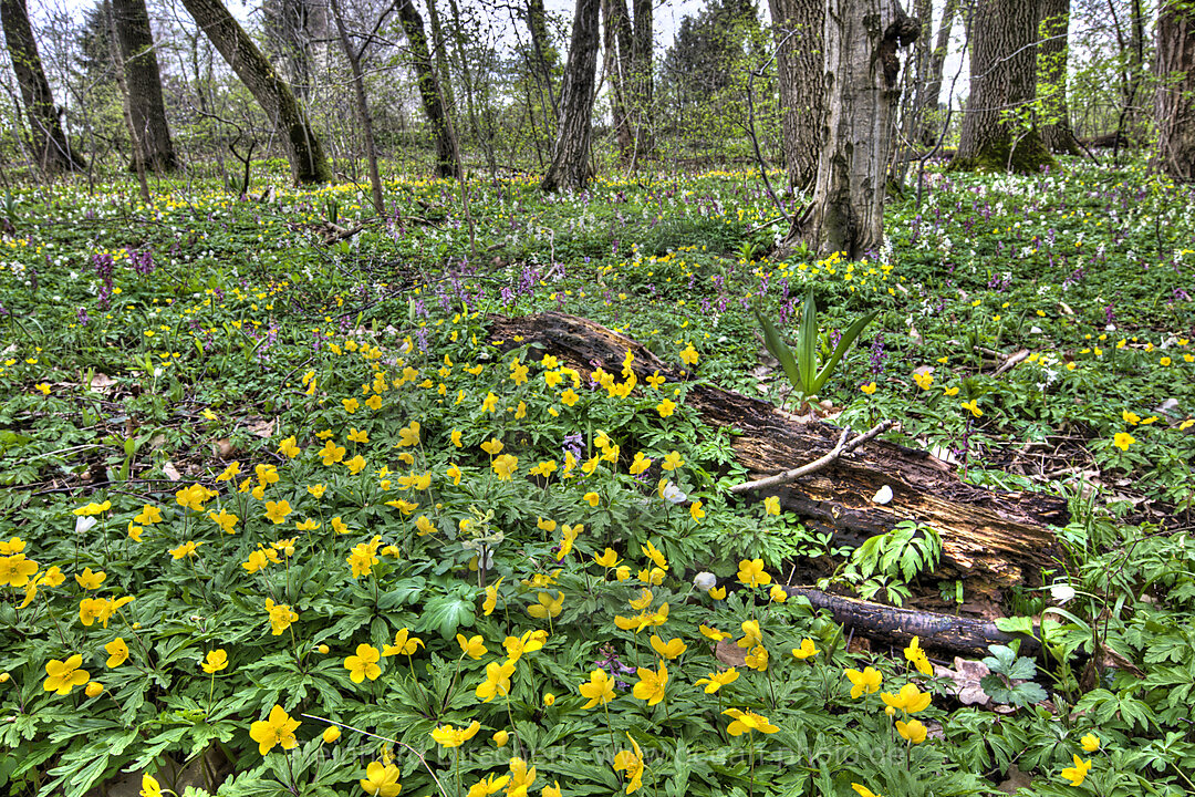 Yellow Anemones