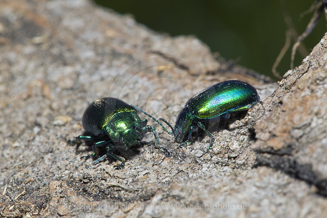 Two Leaf Beetles