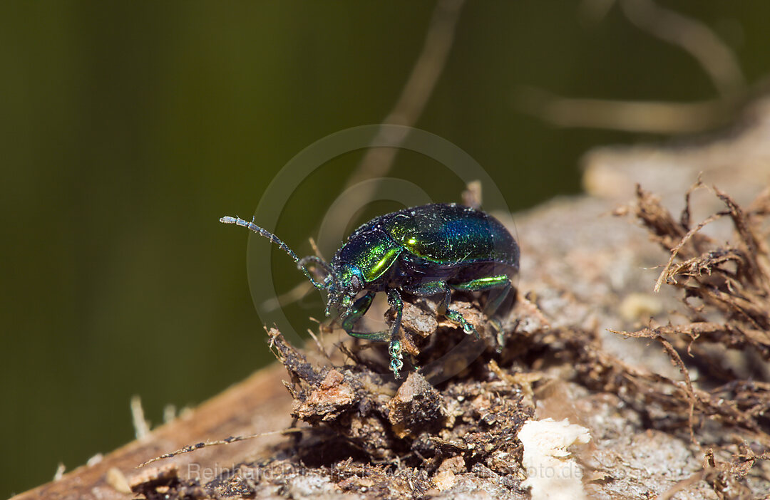 Leaf Beetle