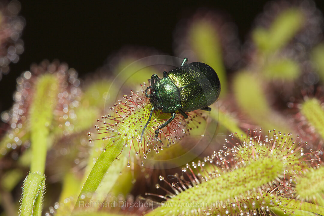 Blattkaefer auf Sonnentau, Chrysomela, Drosera, Muenchen, Bayern, Deutschland, BRD