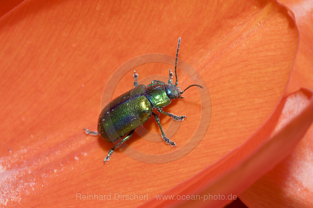 Leaf Beetle on red Tulip