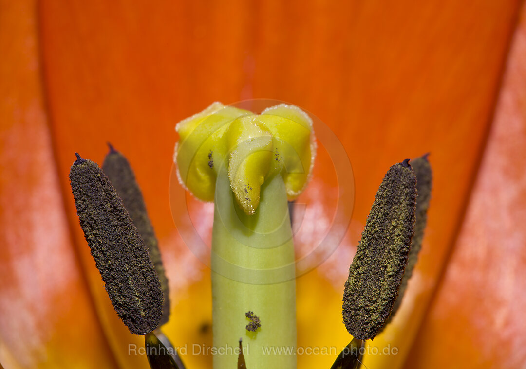 Profile of Red Tulip