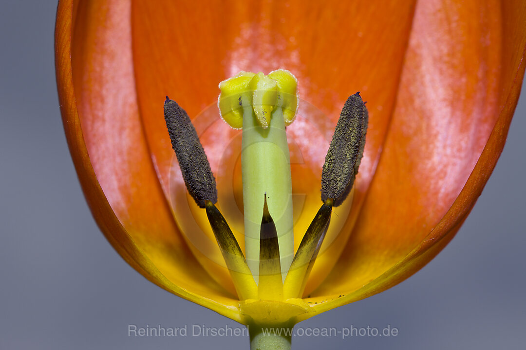 Bluetenstand einer roten Tulpe