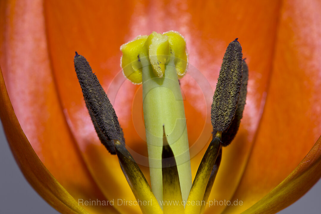 Bluetenstand einer roten Tulpe