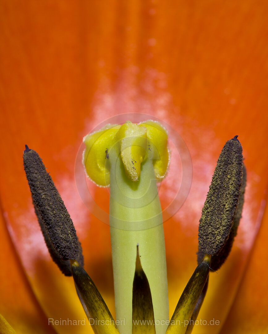 Bluetenstand einer roten Tulpe, Tulipa spec., Muenchen, Bayern, Deutschland, BRD