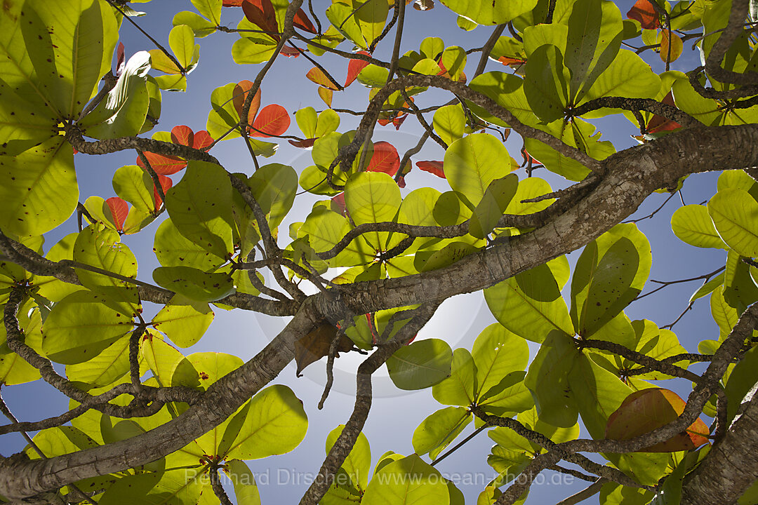 Baum am Strand von Bikini, Bikini Atoll, Mikronesien, Pazifik, Marschallinseln