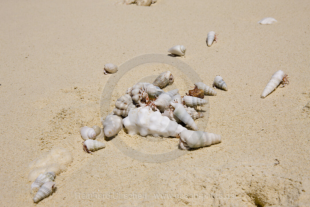 Hermit Crabs at Bikini Beach