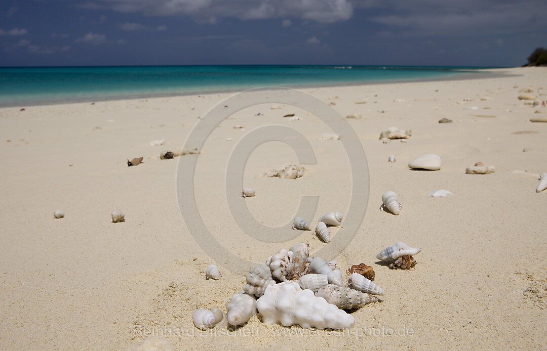Einsiedlerkrebse am Strand von Bikini