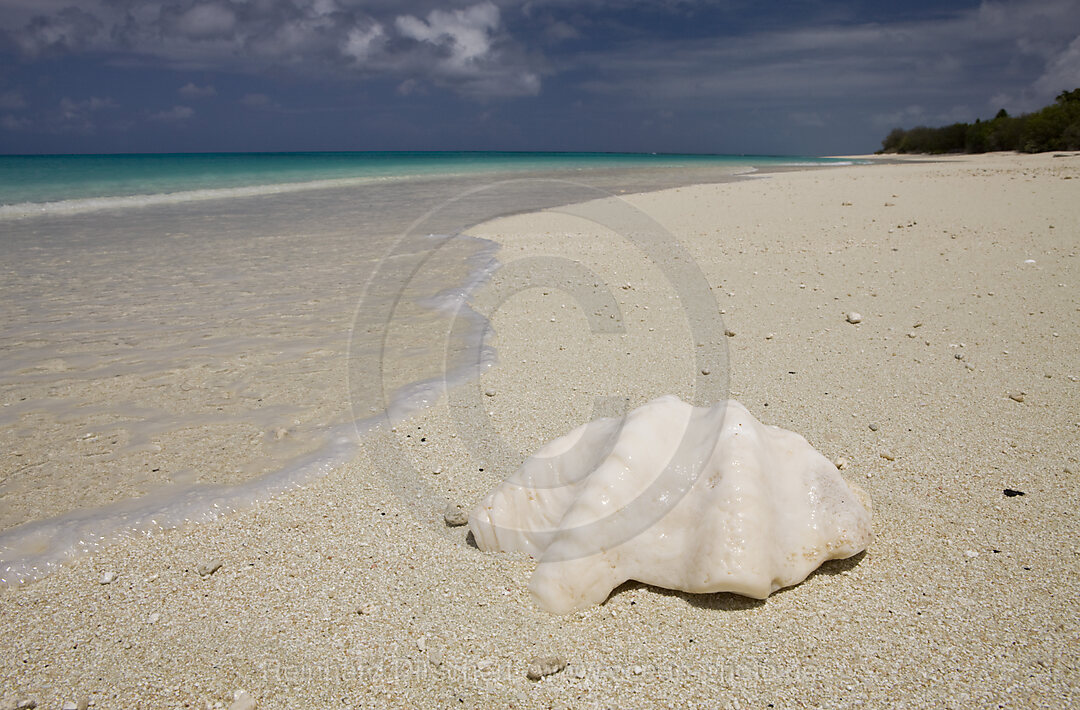 Muschel am Strand von Bikini, Bikini Atoll, Mikronesien, Pazifik, Marschallinseln