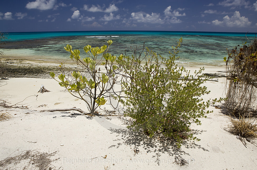 Pflanzenbewuchs am Strand von Bikini, Bikini Atoll, Mikronesien, Pazifik, Marschallinseln