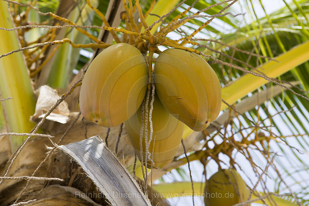 Coconut Palms at Bikini