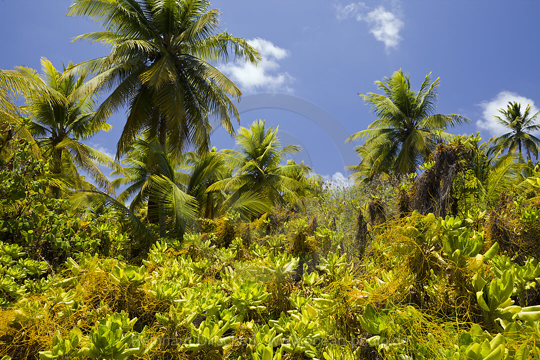 Coconut Palms at Bikini