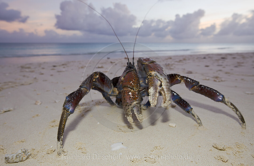 Kokosnuss-Krabbe, Palmendieb am Strand von Bikini, Birgus latro, Bikini Atoll, Mikronesien, Pazifik, Marschallinseln