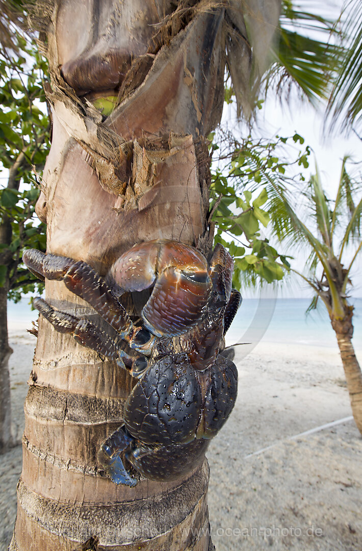 Kokosnuss-Krabbe, Palmendieb auf Palme, Birgus latro, Bikini Atoll, Mikronesien, Pazifik, Marschallinseln