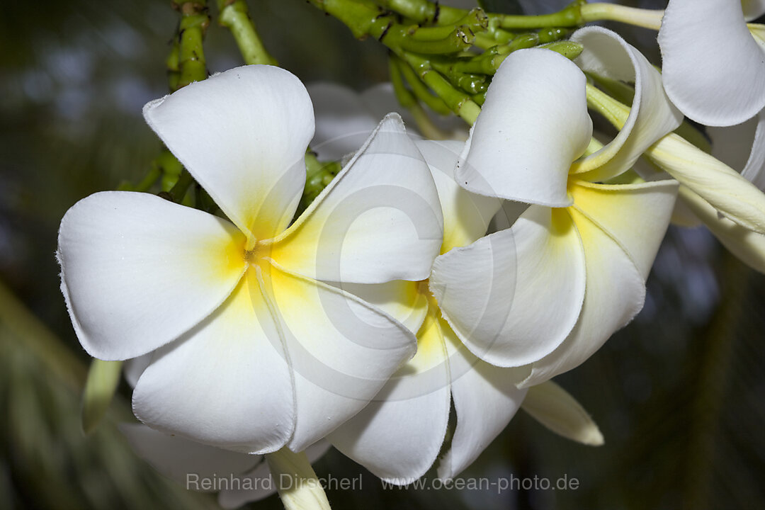 Blueten der des Frangipani Baumes