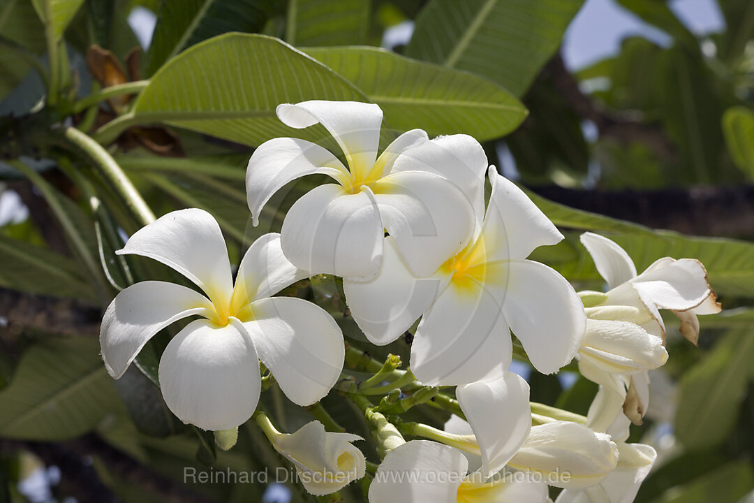 Blueten der des Frangipani Baumes, Plumeria alba, Bikini Atoll, Mikronesien, Pazifik, Marschallinseln