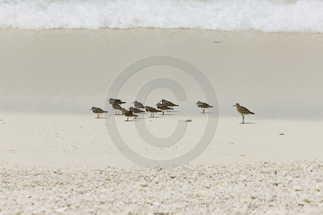 Voegel am Strand von Bikini, Bikini Atoll, Mikronesien, Pazifik, Marschallinseln