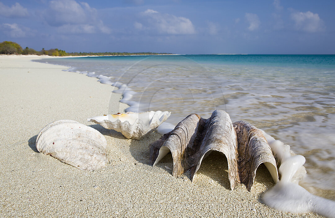 Muscheln am Strand von Bikini