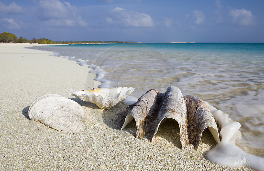 Muscheln am Strand von Bikini, Bikini Atoll, Mikronesien, Pazifik, Marschallinseln