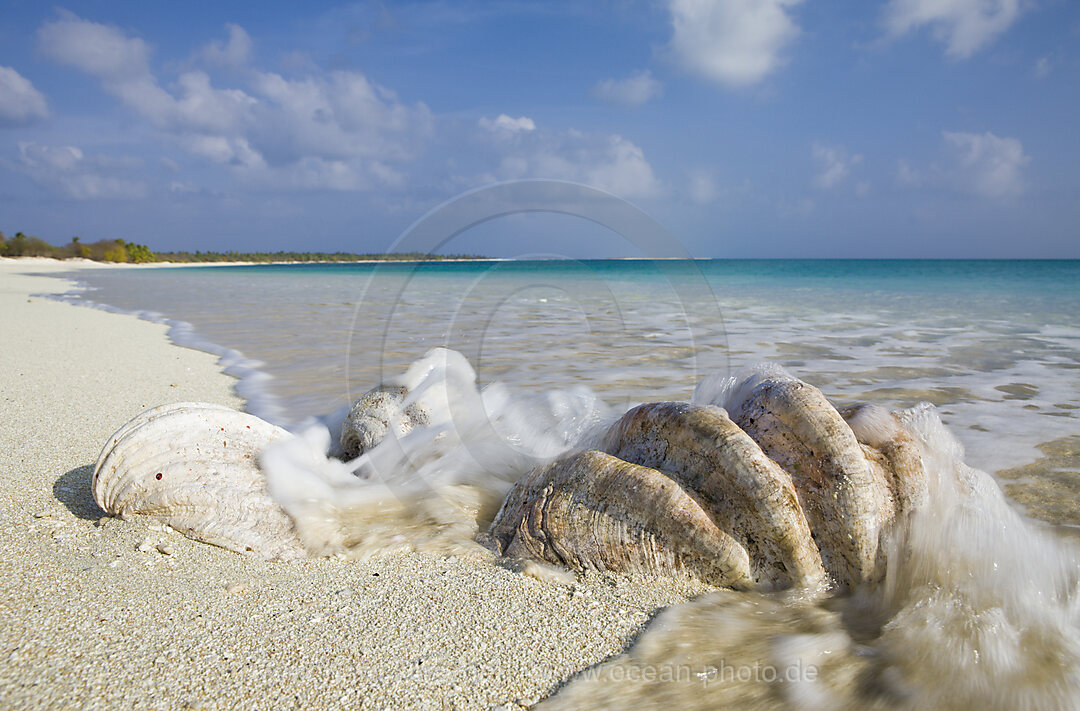 Muscheln am Strand von Bikini, Bikini Atoll, Mikronesien, Pazifik, Marschallinseln