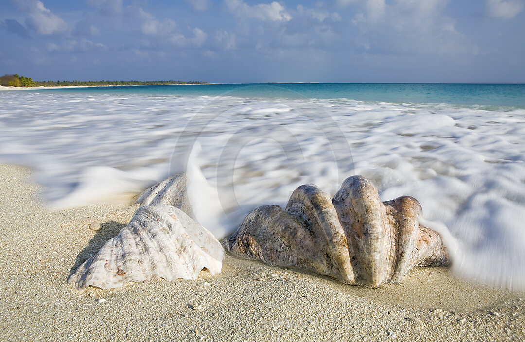 Muscheln am Strand von Bikini