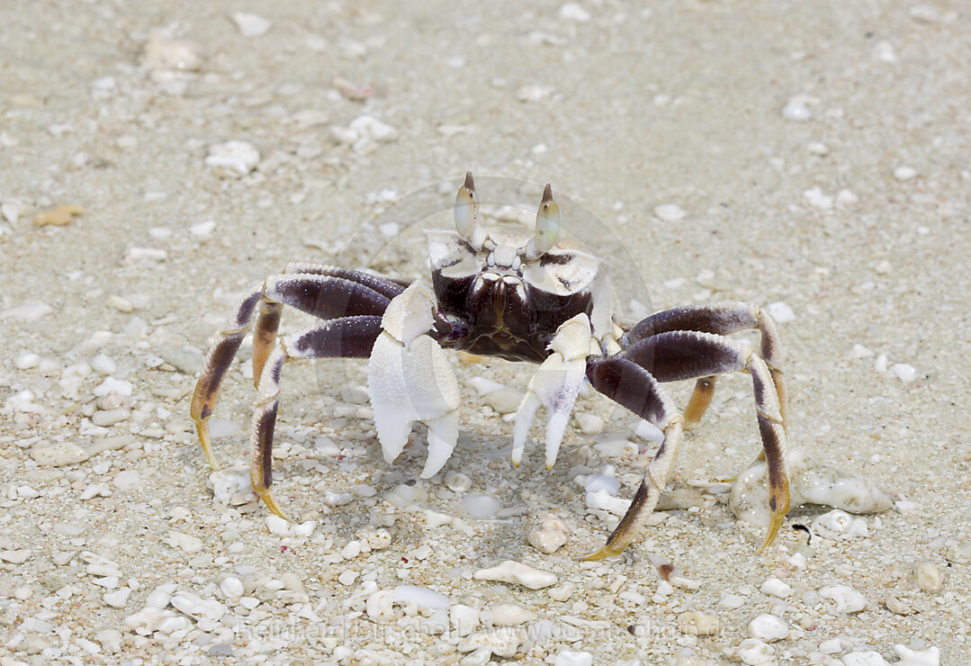 Strandkrabbe auf Bikini, Bikini Atoll, Mikronesien, Pazifik, Marschallinseln