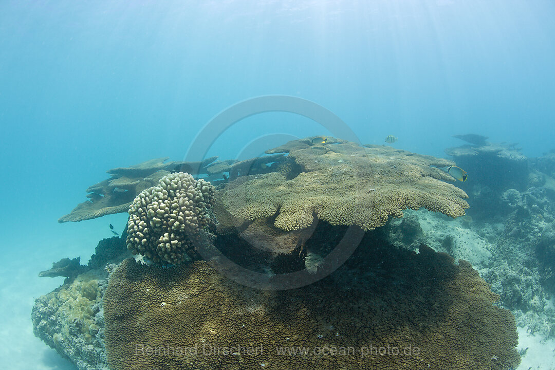 Corals in Bikini Lagoon