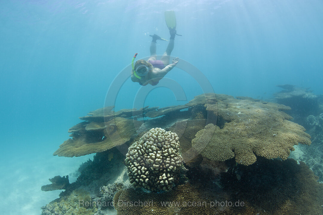 Schnorcheln ueber Korallen in der Lagune von Bikini, Bikini Atoll, Mikronesien, Pazifik, Marschallinseln