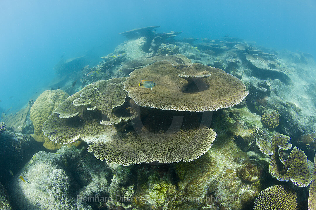 Gesunde Tischkorallen in der Lagune von Bikini, Bikini Atoll, Mikronesien, Pazifik, Marschallinseln