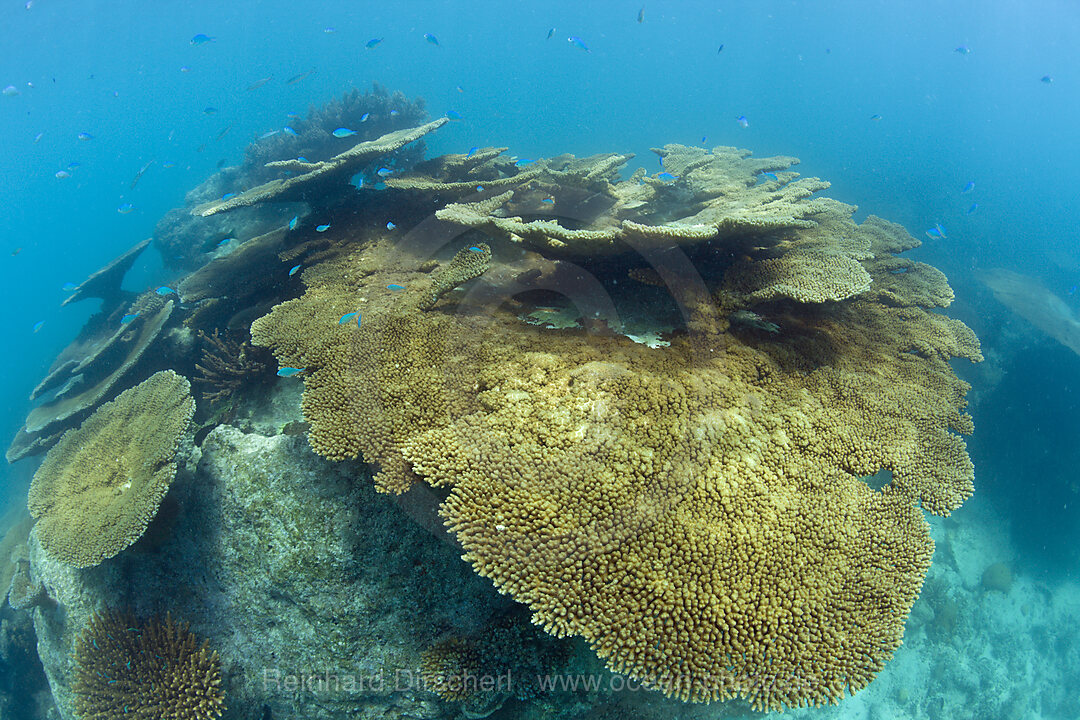 Gesunde Tischkorallen im Bikini Atoll