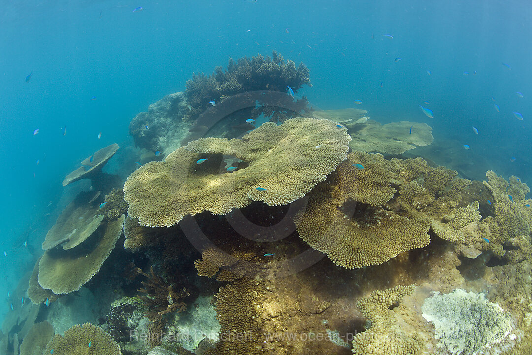 Gesunde Tischkorallen in der Lagune von Bikini, Bikini Atoll, Mikronesien, Pazifik, Marschallinseln