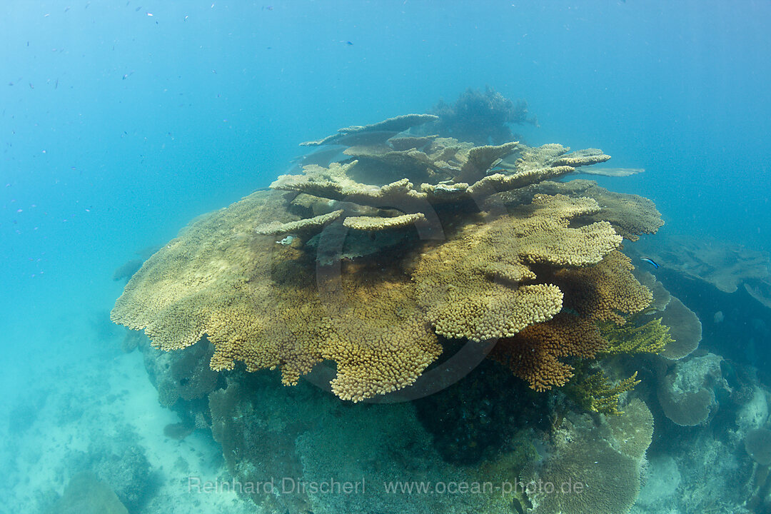 Pristine Table Corals in Bikini Lagoon