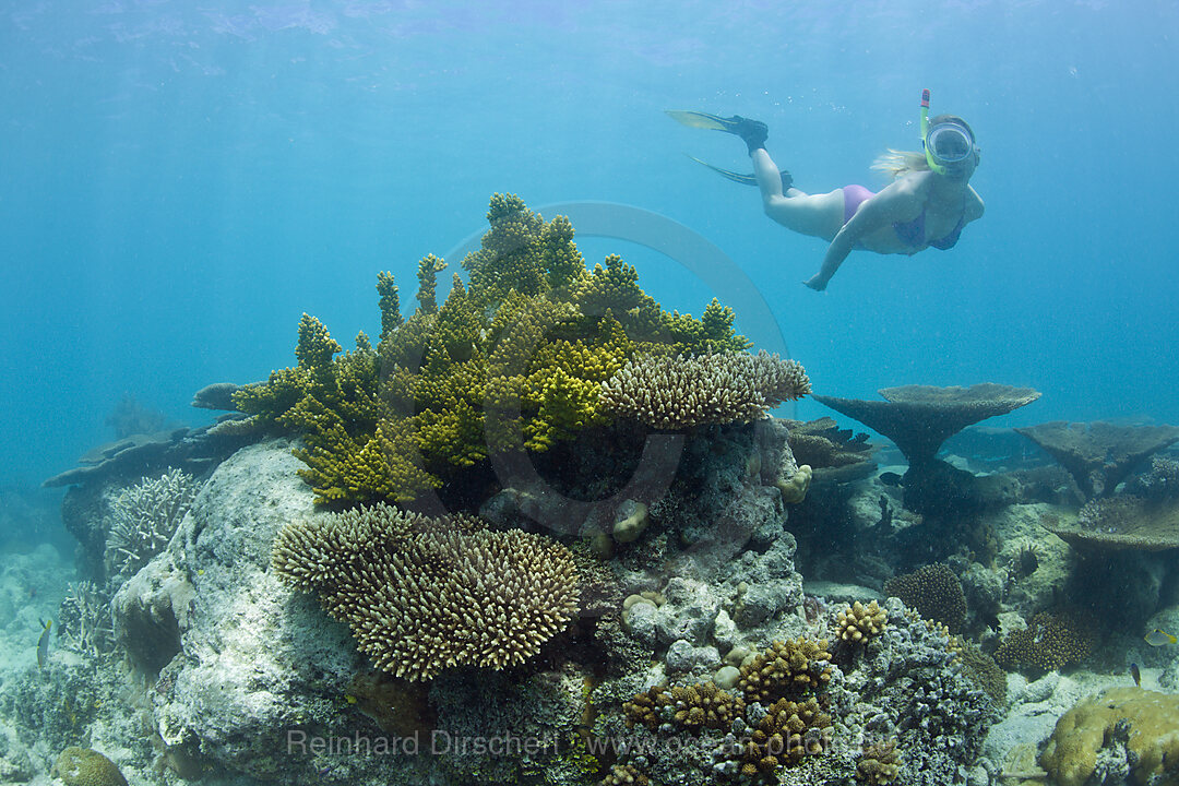 Skin Diver over Corals in Bikini Lagoon