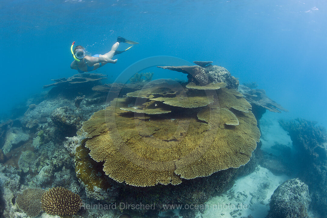 Schnorcheln ueber grosse Tischkorallen in der Lagune von Bikini, Bikini Atoll, Mikronesien, Pazifik, Marschallinseln